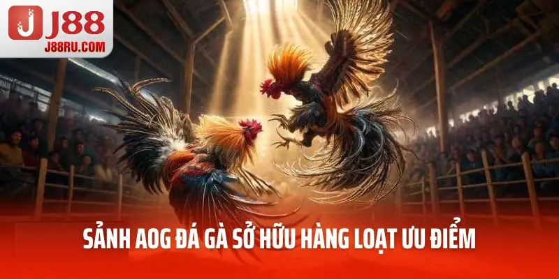 Sảnh AOG đá gà sở hữu hàng loạt ưu điểm Sảnh AOG đá gà sở hữu hàng loạt ưu điểm