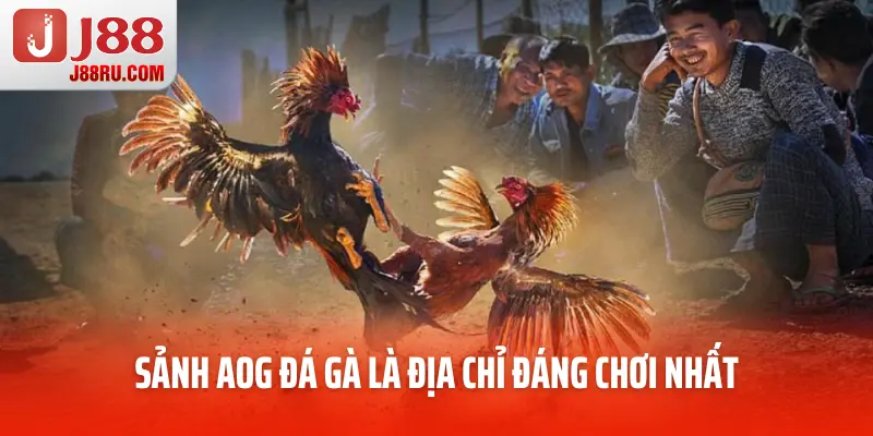 Sảnh AOG đá gà là địa chỉ đáng chơi nhất Sảnh AOG đá gà là địa chỉ đáng chơi nhất