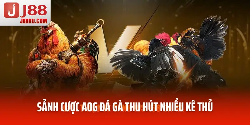 Sảnh cược AOG đá gà thu hút nhiều kê thủ Sảnh cược AOG đá gà thu hút nhiều kê thủ
