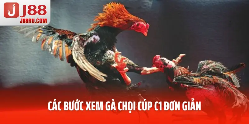 Các bước xem gà chọi cúp C1 đơn giản Các bước xem gà chọi cúp C1 đơn giản