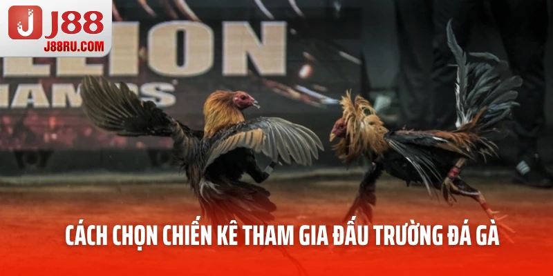 Cách chọn chiến kê tham gia đấu trường đá gà Cách chọn chiến kê tham gia đấu trường đá gà
