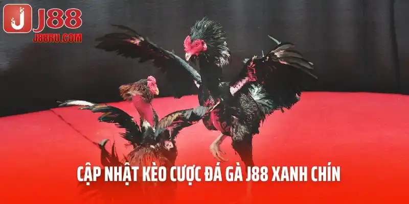 Cập nhật kèo cược đá gà J88 xanh chín và nhanh chóng