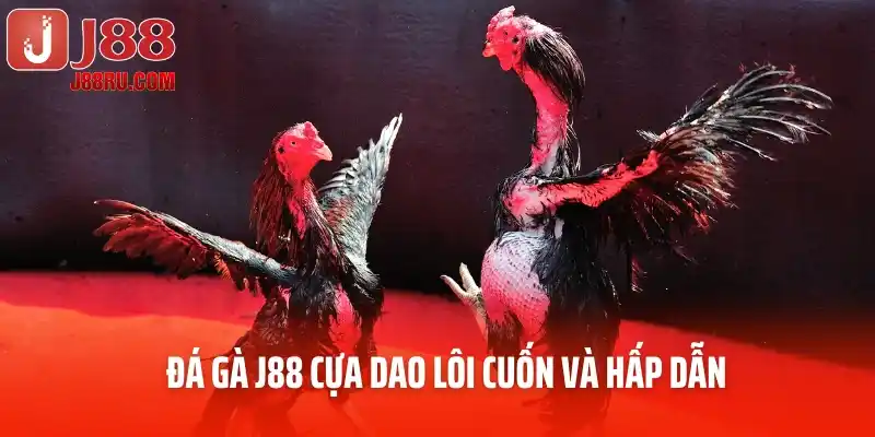 Đá gà J88 cựa dao lôi cuốn và hấp dẫn