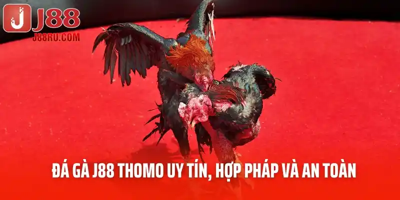 Đá gà J88 Thomo uy tín, hợp pháp và an toàn