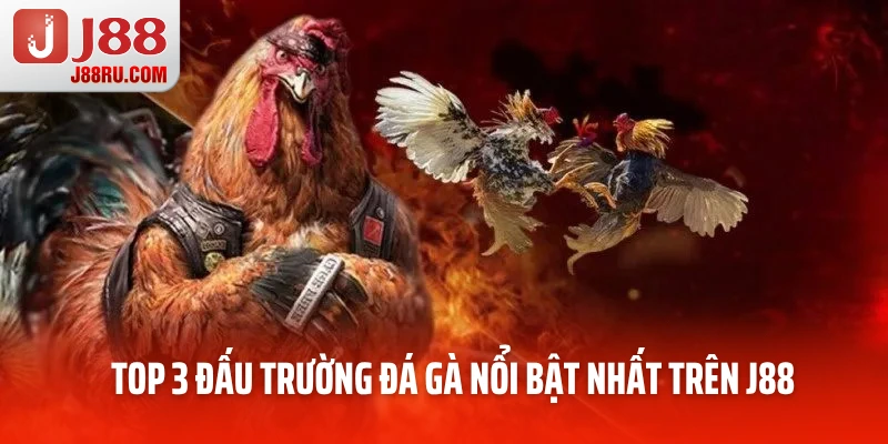 Đấu Trường Đá Gà