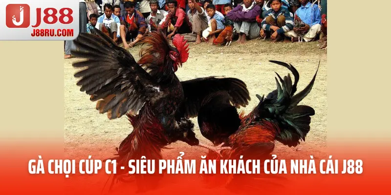 Gà Chọi Cúp C1