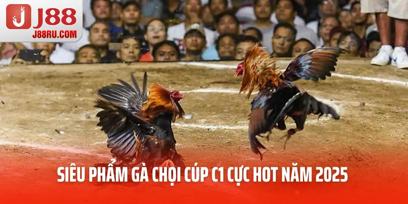 Siêu phẩm gà chọi cúp C1 cực hot năm 2025 Siêu phẩm gà chọi cúp C1 cực hot năm 2025