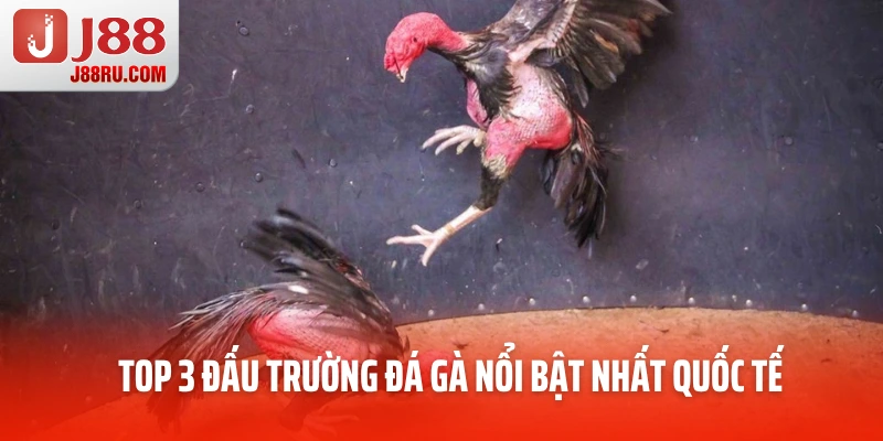 Top 3 đấu trường đá gà nổi bật nhất quốc tế Top 3 đấu trường đá gà nổi bật nhất quốc tế