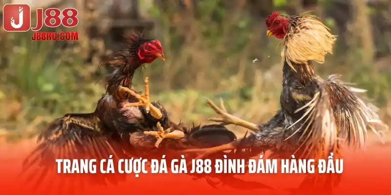 Trang cá cược đá gà J88 đình đám hàng đầu
