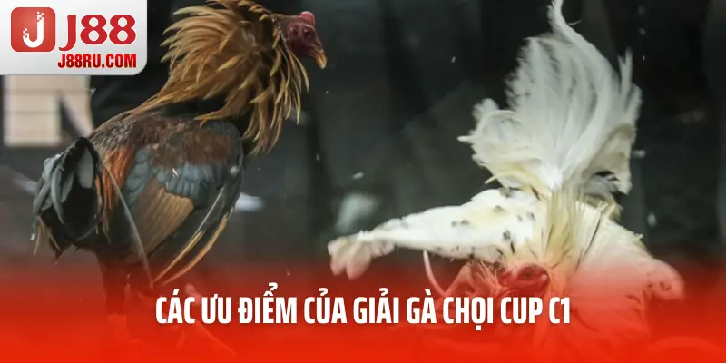 Các ưu điểm của giải gà chọi cup C1 Các ưu điểm của giải gà chọi cup C1